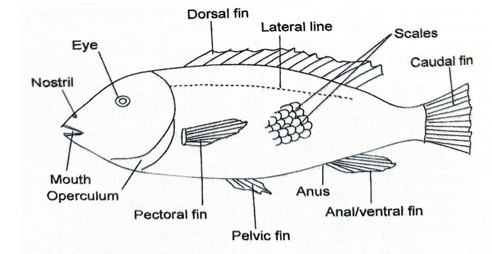 Fish diagram